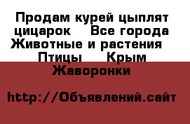 Продам курей цыплят,цицарок. - Все города Животные и растения » Птицы   . Крым,Жаворонки